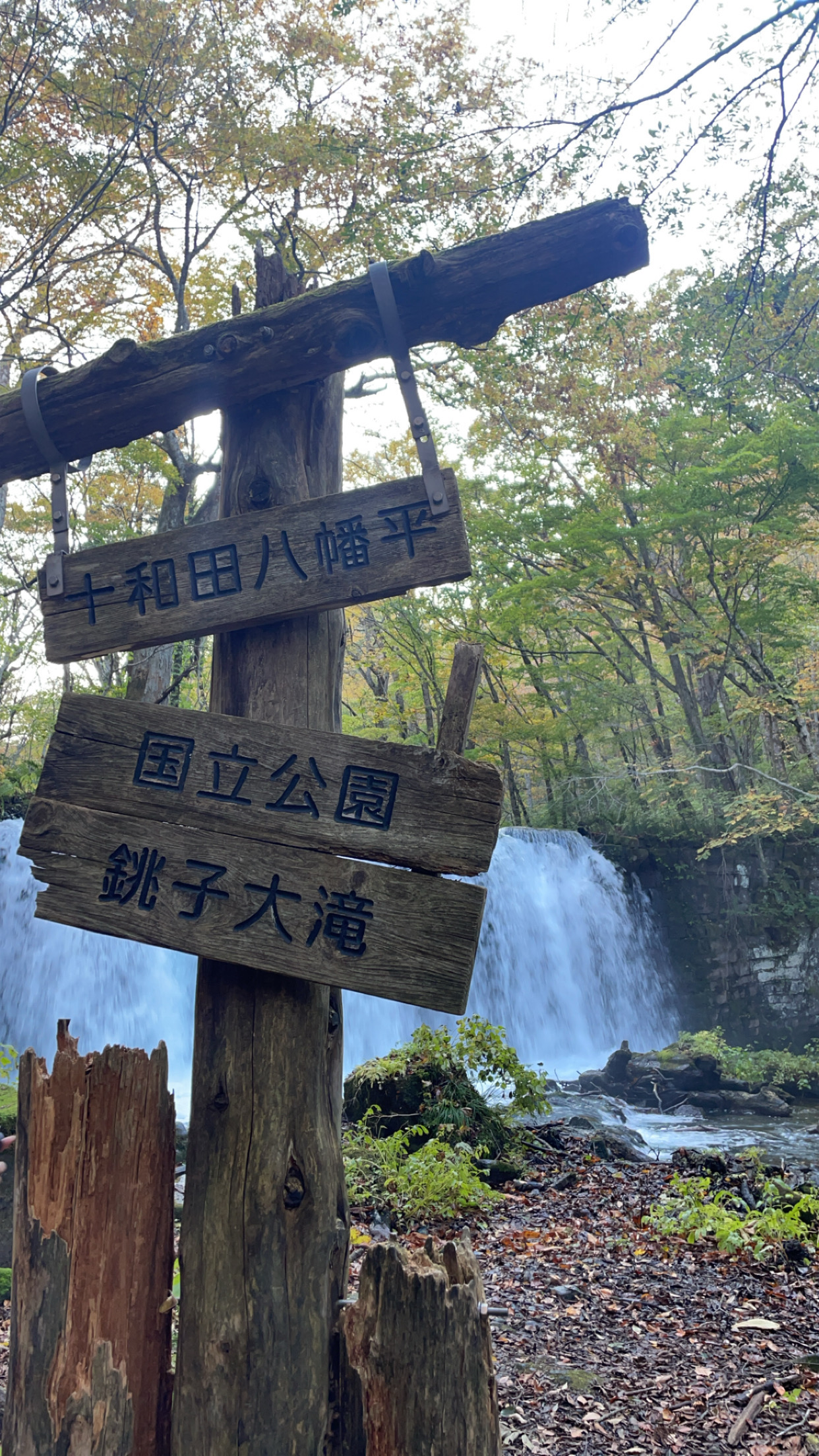 Autumn forest along Oirase Gorge