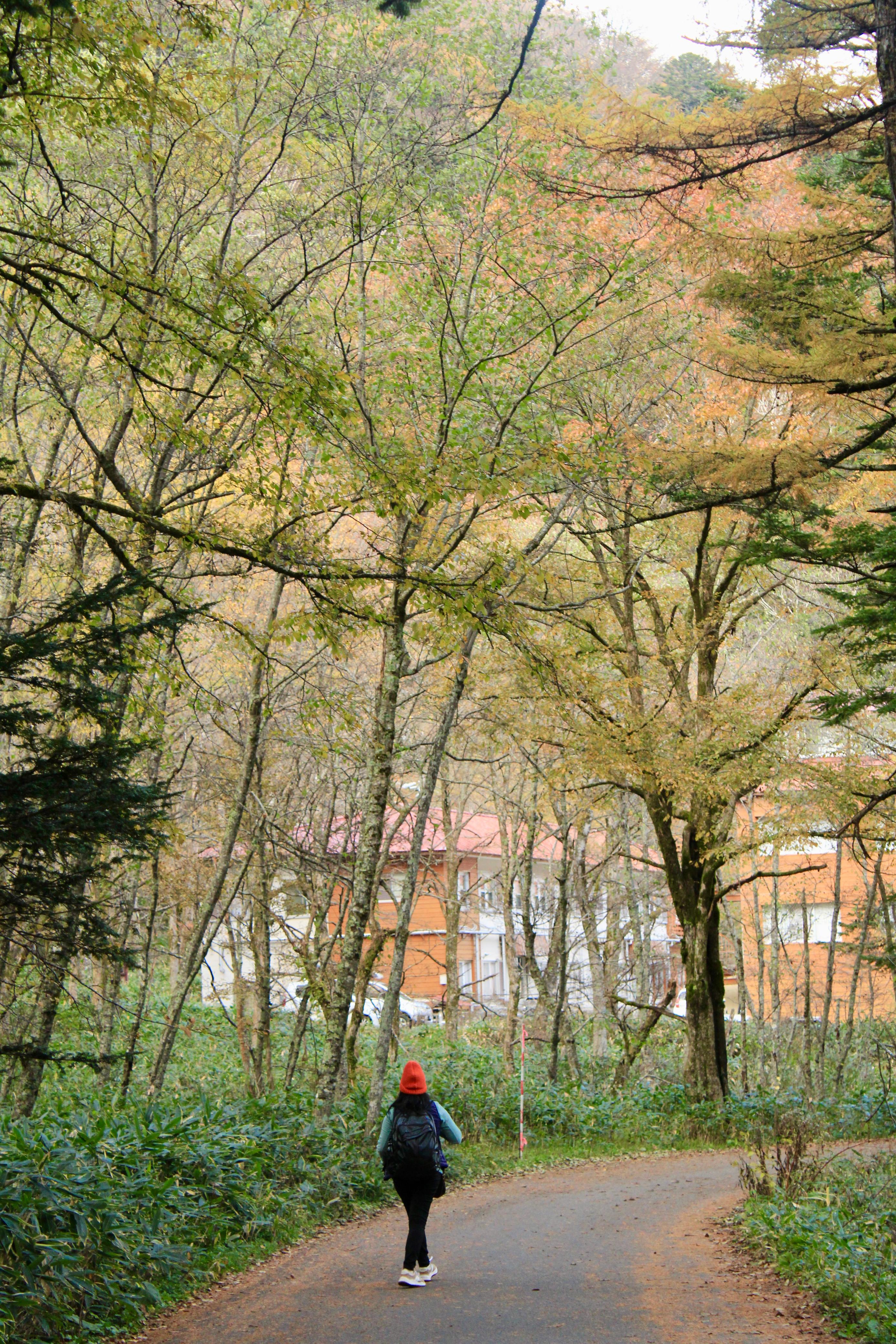 Forest Trail